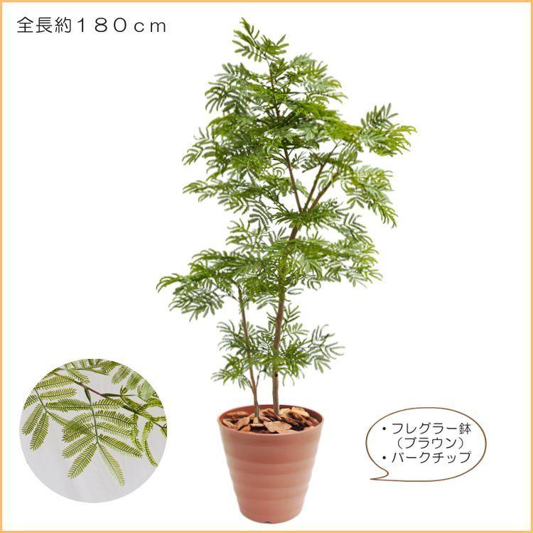 エバーフレッシュ 180cm (ネムノキ 造花 インテリア 人工 観葉植物