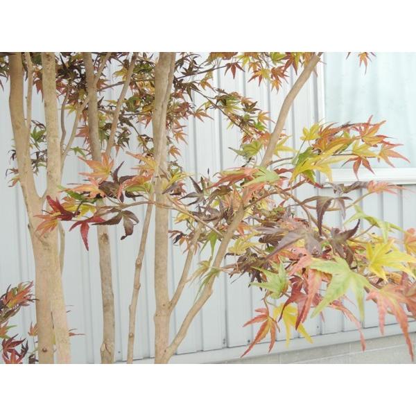 大型サイズ 紅葉立ち木 高さ300cm(モミジ 赤 人工観葉植物 造花 樹木 造木 秋 オータム インテリア 装飾 植栽 イベント ディスプレイ)の画像