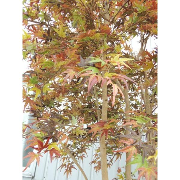 大型サイズ 紅葉立ち木 高さ300cm(モミジ 赤 人工観葉植物 造花 樹木 造木 秋 オータム インテリア 装飾 植栽 イベント ディスプレイ)の画像