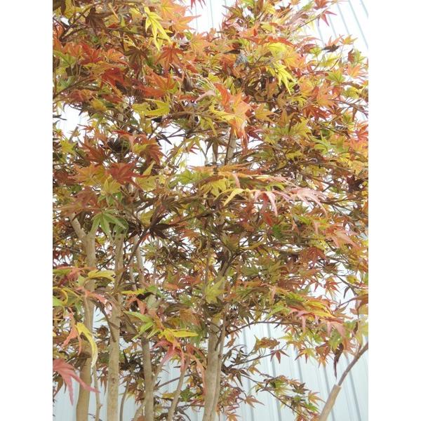 大型サイズ 紅葉立ち木 高さ300cm(モミジ 赤 人工観葉植物 造花 樹木 造木 秋 オータム インテリア 装飾 植栽 イベント ディスプレイ)の画像