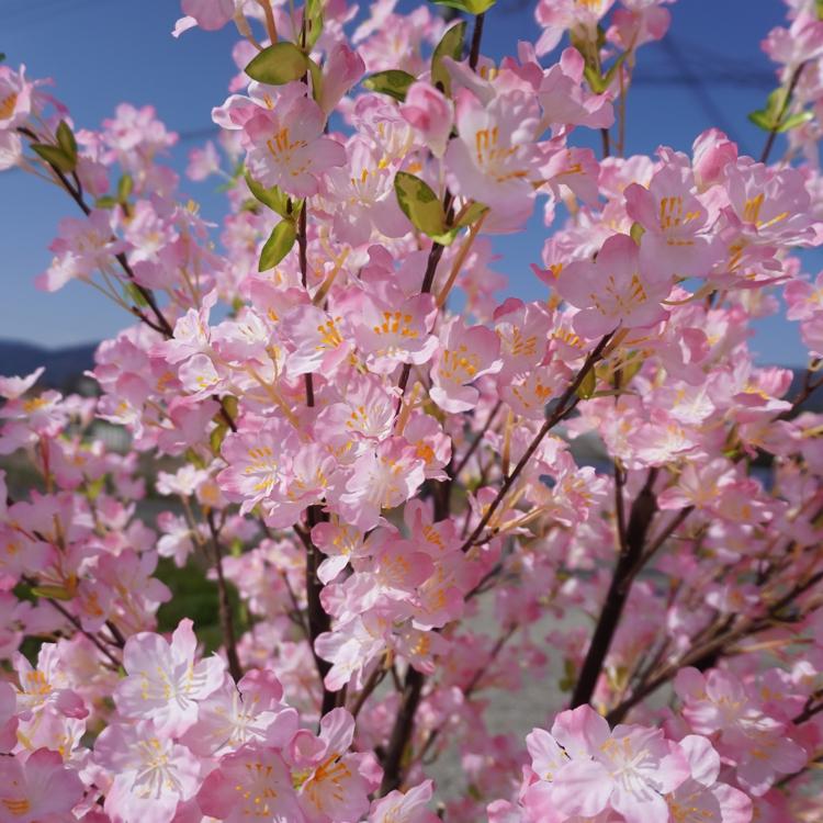 桜 の木 180cm (桜 造花 インテリア 観葉植物 サクラ 春 おしゃれ 室内