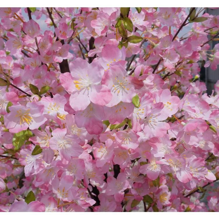 桜 の木 デラックス 180cm (造花 春 インテリア 観葉植物 サクラ 木