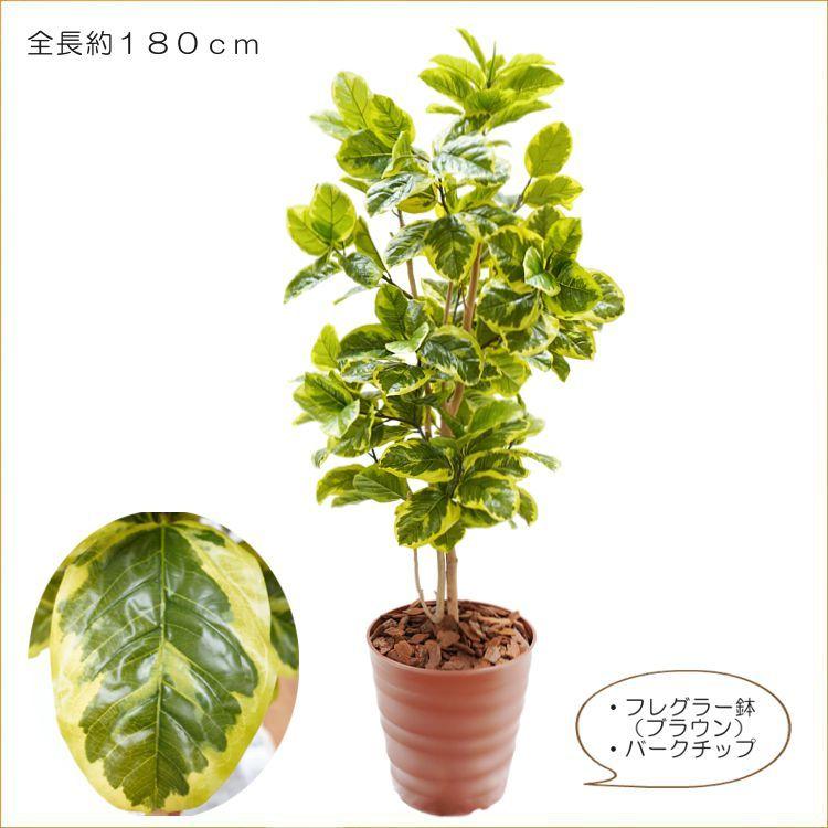アルテシマ 180cm (造花 アルテシーマ フィカス ゴム インテリア 人工