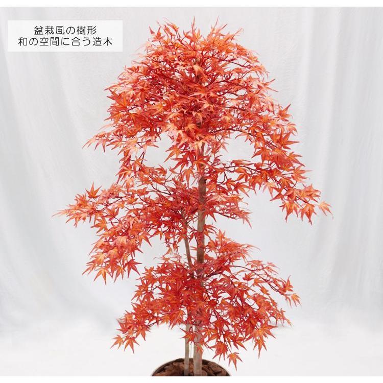 その他観葉植物 Momiji その他観葉植物 Momiji その他観葉植物 Momiji もみじ(モミジ) 観葉