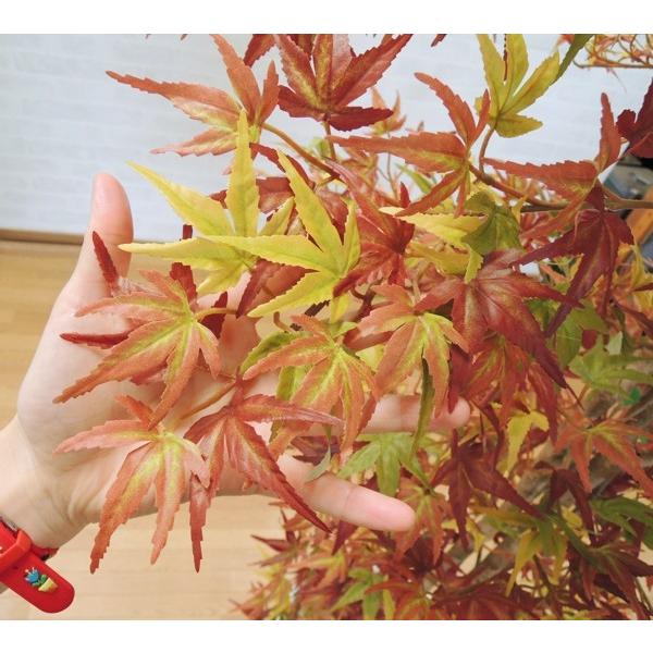 秋色の紅葉 180cm (人工 観葉植物 インテリア 造花 オータム モミジ 1.8m もみじ 落葉樹 カエデ 楓)_2