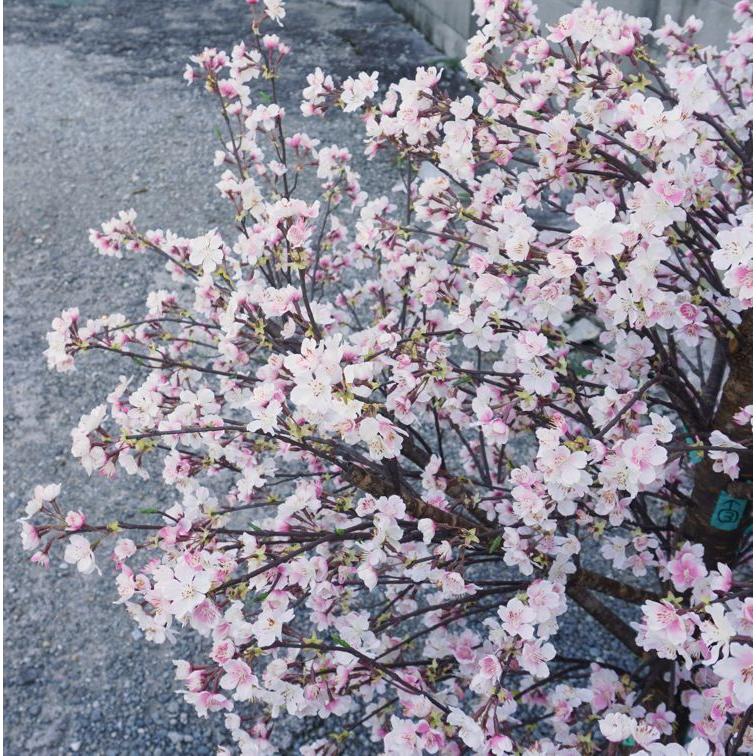 桜 の木 DX 125cm (フェイクグリーン リアル 店舗 ミニ 人工観葉 桜 の木 DX 125cm (フェイクグリーン リアル 店舗 ミニ 人工観葉