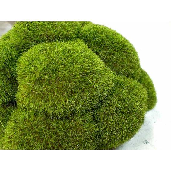 直径cmアートモスハーフボール Lサイズ3個セット 苔 造花 人工観葉植物 フェイク 人工芝 Am7045l 造花観葉植物専門店ビワールデコ 通販 Yahoo ショッピング