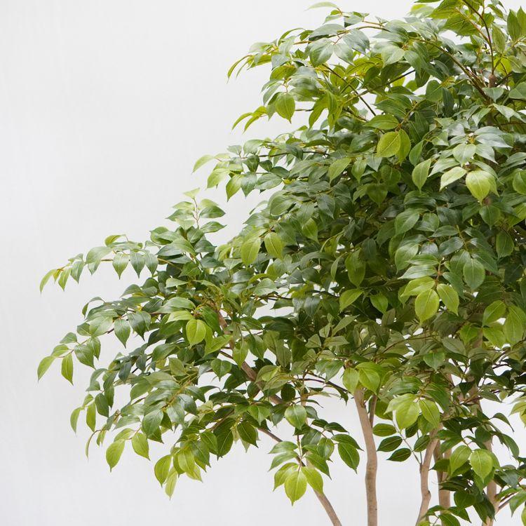 コナラの木 170cm (フェイクグリーン造花 マウンテンアッシュ