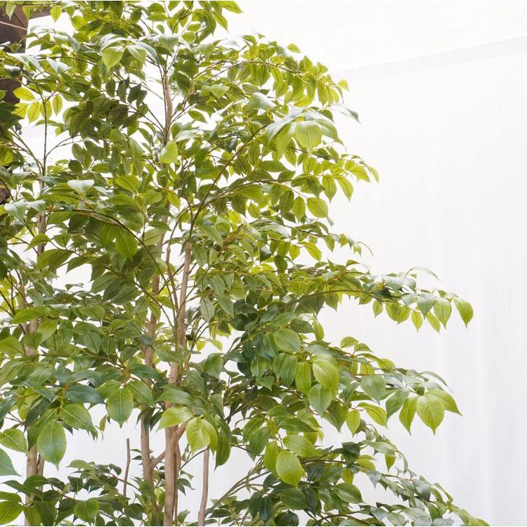 大型サイズ 北欧風な マウンテンアッシュ 植栽付き 高さ250cm (フェイクグリーン 大きい 造花 インテリア 人工 観葉植物 植栽 室内 ディスプレイ オブジェ 2.5m)の画像