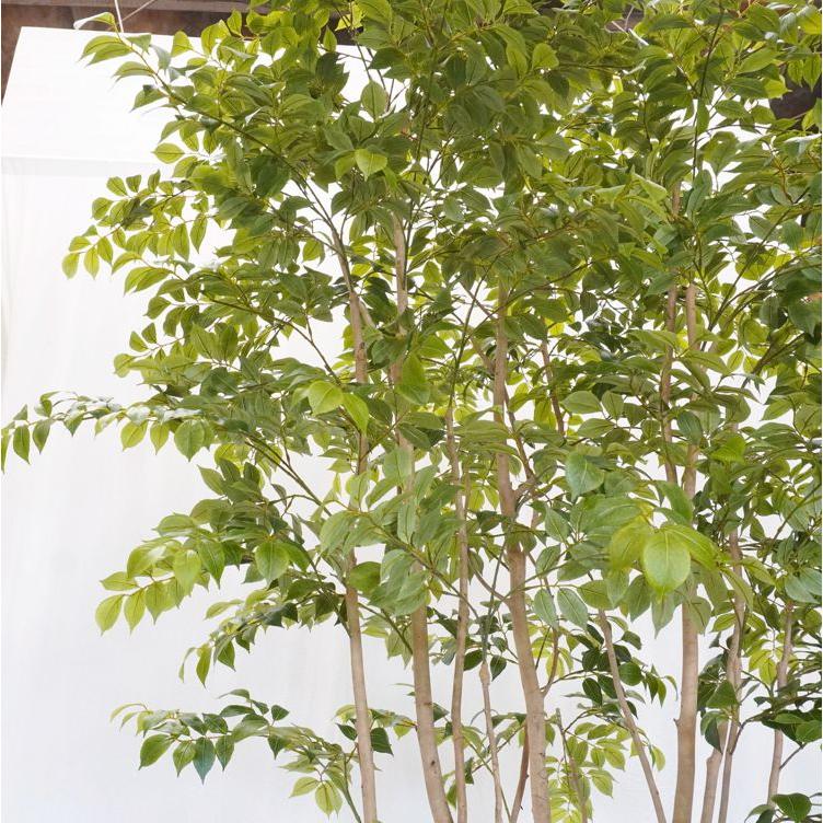 大型サイズ 北欧風な マウンテンアッシュ 植栽付き 高さ250cm