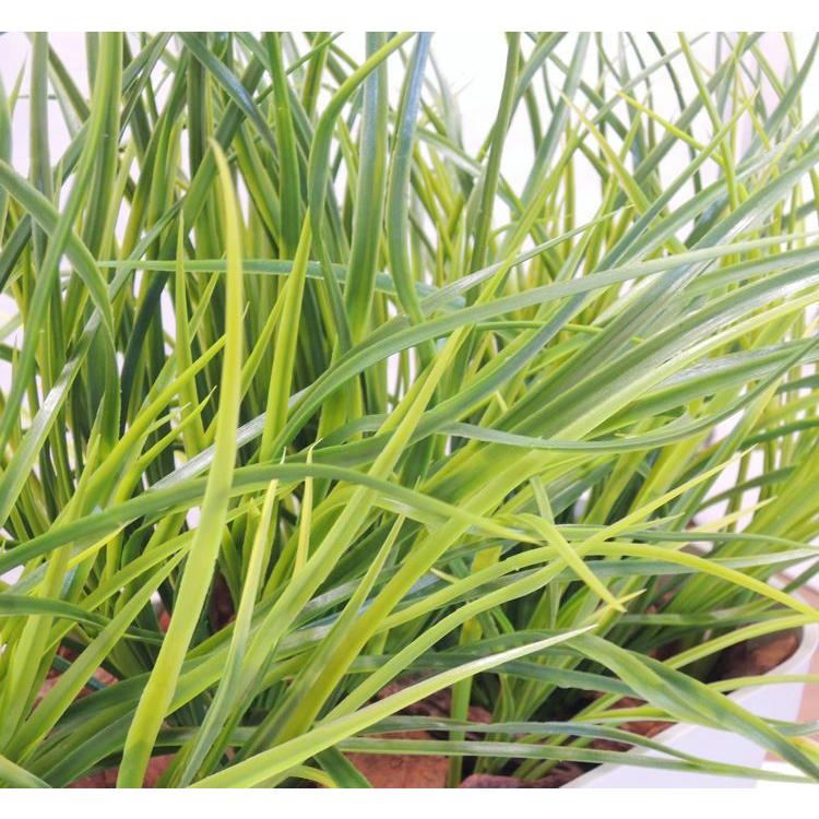 グリーングラスプランター 高さ50cm 幅70cm 造花 インテリア 人工観葉植物 イネ科 おしゃれ 装飾 小型 緑化フェイクプランツ Am31 50 造花観葉植物専門店ビワールデコ 通販 Yahoo ショッピング