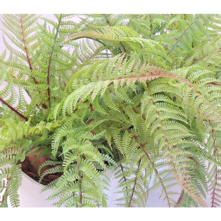 ボストンファーン プランター 高さ約40cm (幅約65cm 造花 インテリア