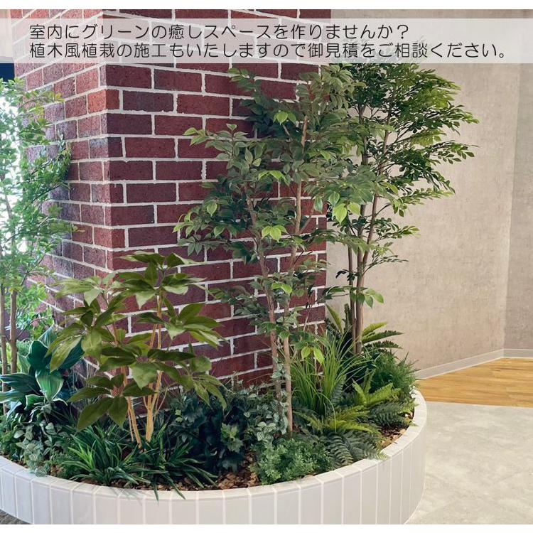 現品　ツピタンサス　26　曲がり　シェフレラ　インテリアグリーン　ドライガーデン 現品 ツピタンサス 26 曲がり シェフレラ インテリアグリーン