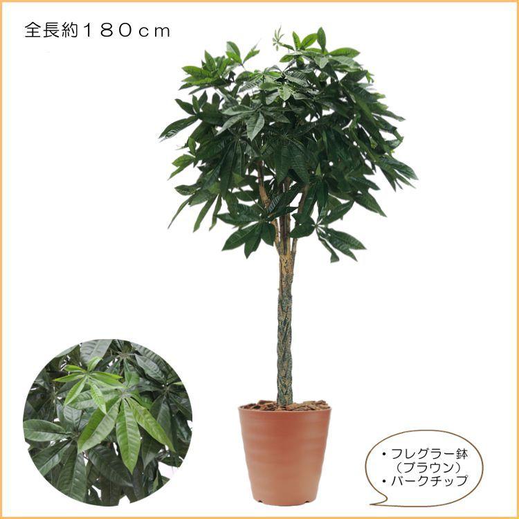 パキラ 180cm 造花 インテリア 観葉植物 おしゃれ 大型 グリーン プラント 鉢植え フェイク 植栽 装飾 1 8m Ampbsl45 造花観葉植物専門店ビワールデコ 通販 Yahoo ショッピング