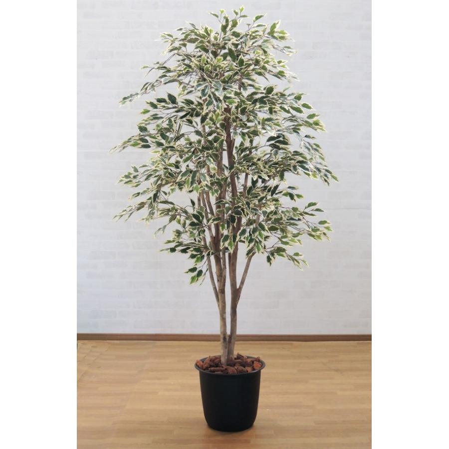 斑入り フィカスニチイダ 180cm (造花 インテリア おしゃれ 室内 フェイク グリーン アイテム 大型 植物 プランツ)