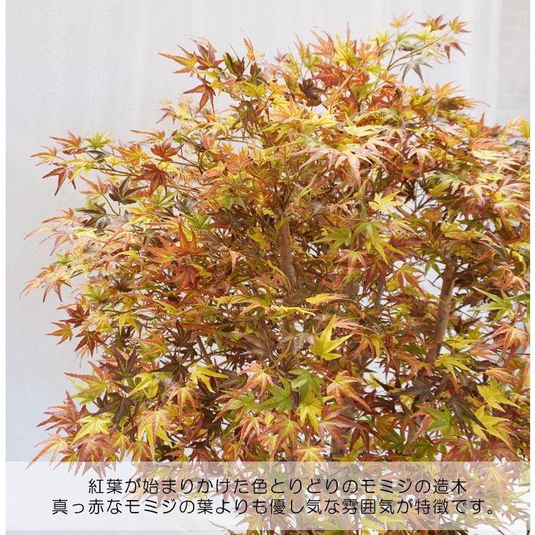 紅葉 のミックスモミジ 5本株立ち 150cm (フェイクグリーン 人工