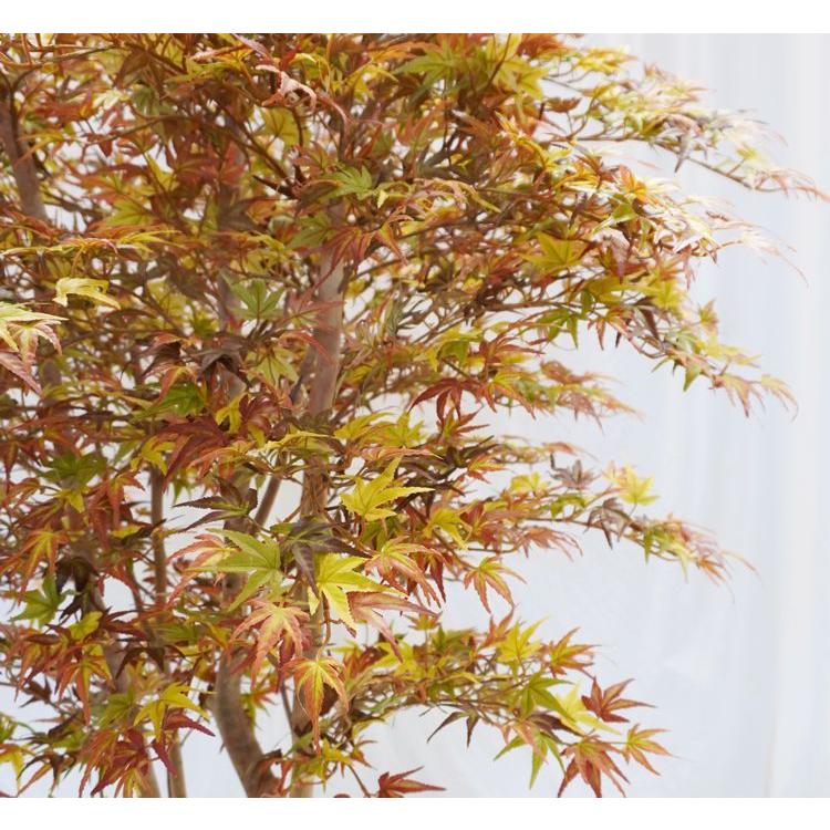 紅葉 のミックスモミジ 5本株立ち 150cm (フェイクグリーン 人工