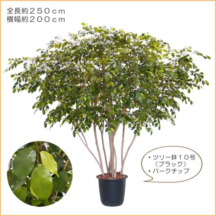アンブレラ型 ベンジャミン 高さ250cm 大型サイズ (人工観葉植物 造花 