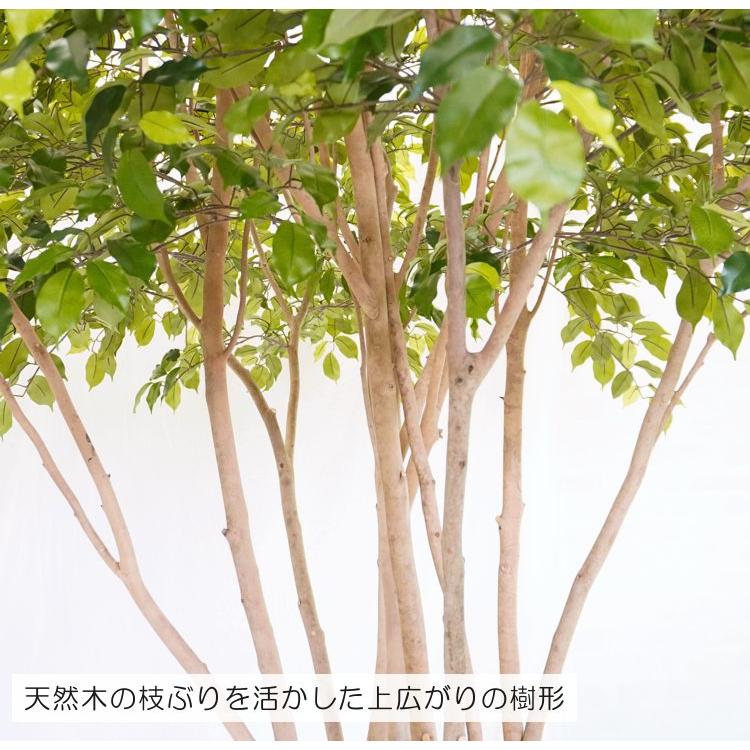 アンブレラ型 ベンジャミン 高さ250cm 大型サイズ (人工観葉植物