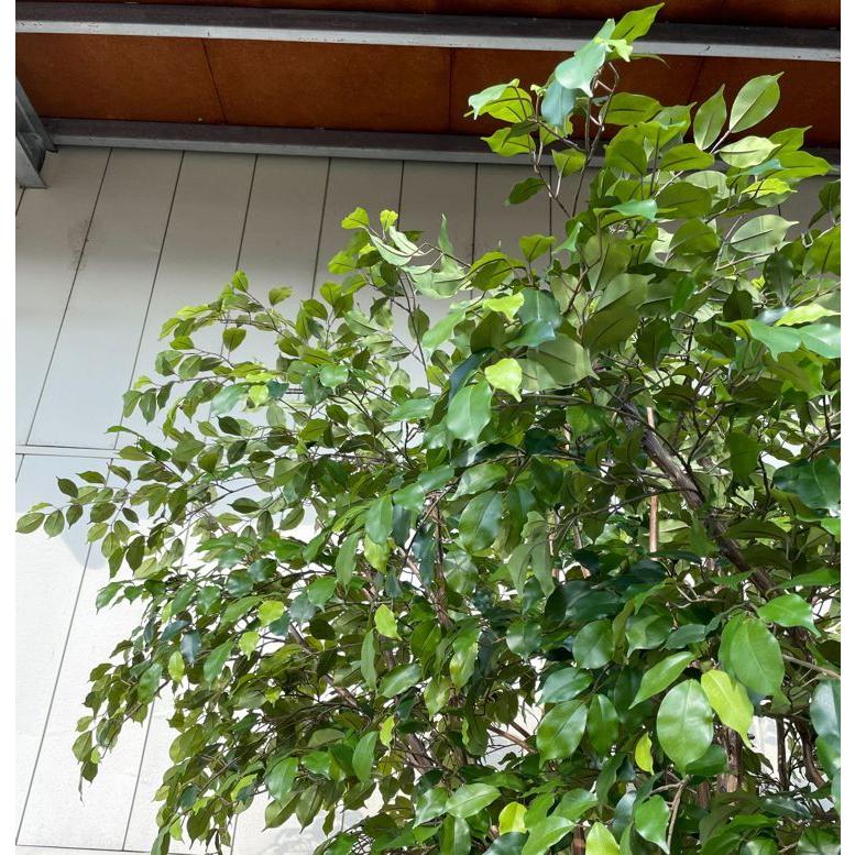 大型 ベンジャミン の木 高さ300cm 3本株立 (造花 フェイクグリーン