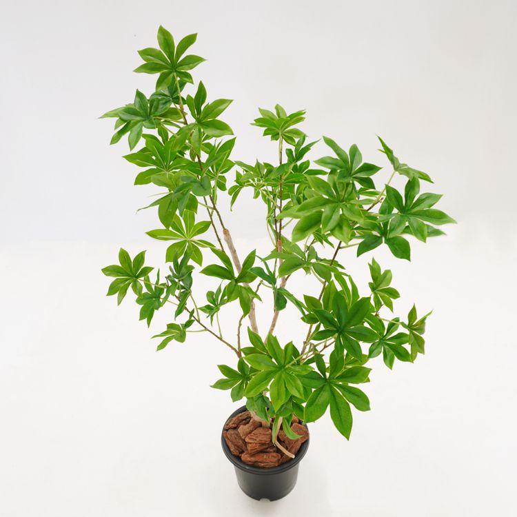 バオバブの木 100cm (フェイクグリーン 造花 インテリア 観葉植物 ガジュマル おしゃれ 室内 自作 植栽 業者 メーカー ベストグリーン オリジナル 製造元) I1268911462(11275円)