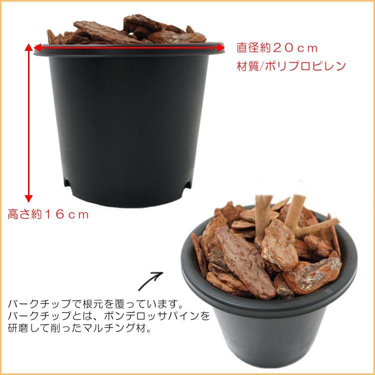 バオバブの木 100cm (フェイクグリーン 造花 インテリア 観葉植物 ガジュマル おしゃれ 室内 自作 植栽 業者 メーカー ベストグリーン オリジナル 製造元) I1268911462(11275円)