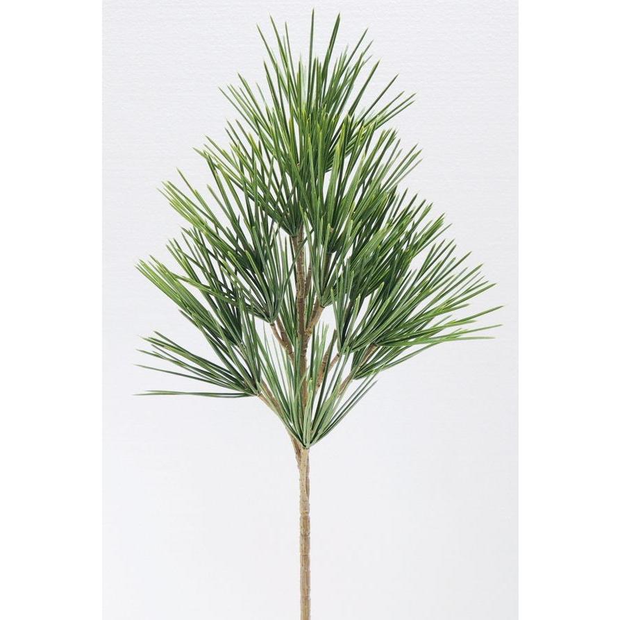 高野槙　インテリア・住まい・小物-植物/観葉植物『樹高約140㎝』。 高野槙インテリア・住まい・小物-植物/観葉植物『樹高約140㎝』。