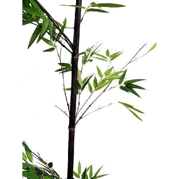 人工竹 黒竹 バンブーツリー 230cm (造花 インテリア 観葉植物 フェイクグリーン 坪庭 販売 大型)｜ambix｜02