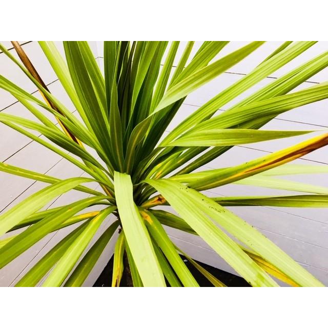 現品 一本立ち 南国リゾート ドラセナ 大型 全長185cm ニオイシュロラン 庭木 常緑樹 送料無料 Re Gr Xl0001 花植木の王様 通販 Yahoo ショッピング
