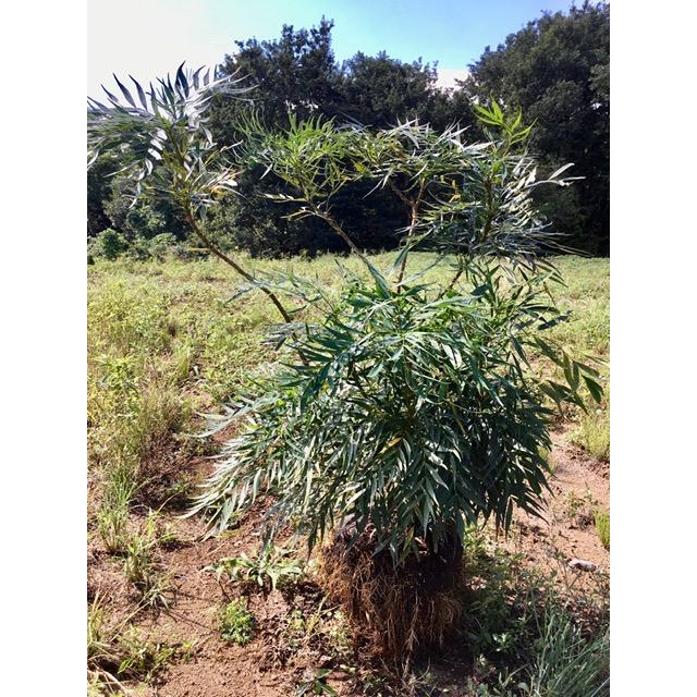 現品 大きく丈夫で元気な株立 マホニア コンフューサ ホソバヒイラギナンテン 70cm前後 コンフーサ 庭木 南天 レッドスター ドラセナ 洋風 和風 南国リゾート Zyote Ma Xl0006 花植木の王様 通販 Yahoo ショッピング