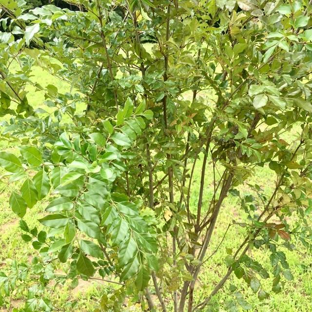 シマトネリコ トネリコ 210cm前後 太く丈夫な株立5本以上 お任せ 庭木 洋風 和風 おしゃれ 人気 ガーデン シンボルツリー 常緑樹 植木 Zyote Si Xlb0002 花植木の王様 通販 Yahoo ショッピング