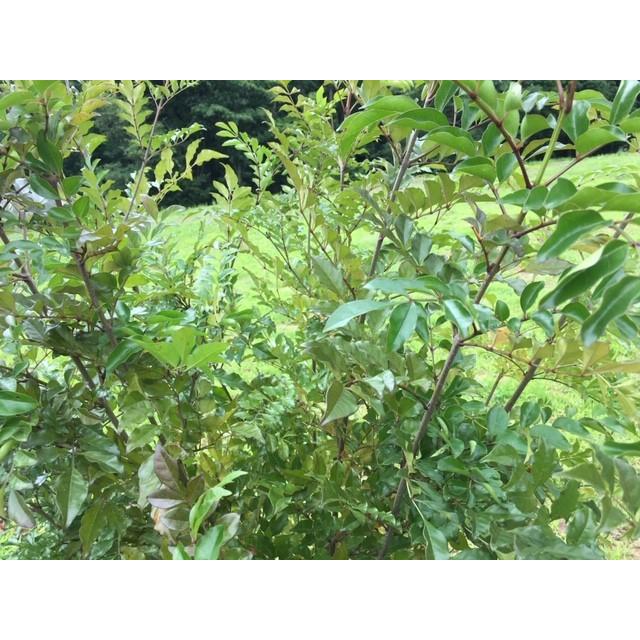 シマトネリコ トネリコ 210cm前後 太く丈夫な株立5本以上 お任せ 庭木 洋風 和風 おしゃれ 人気 ガーデン シンボルツリー 常緑樹 植木 Zyote Si Xlb0002 花植木の王様 通販 Yahoo ショッピング