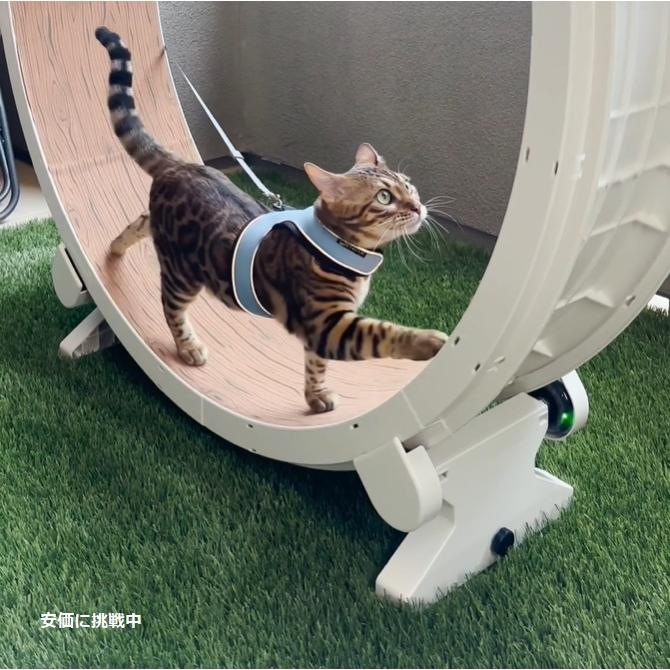 並行輸入品】ワンファストキャット ONEFASTCAT 猫用 Cat Exercise
