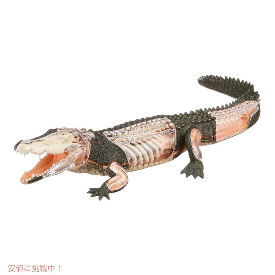 並行輸入品】4Dビジョン ワニ解剖模型 4D Vision Crocodile