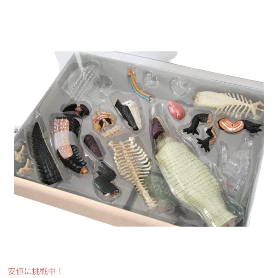 並行輸入品】4Dビジョン ワニ解剖模型 4D Vision Crocodile