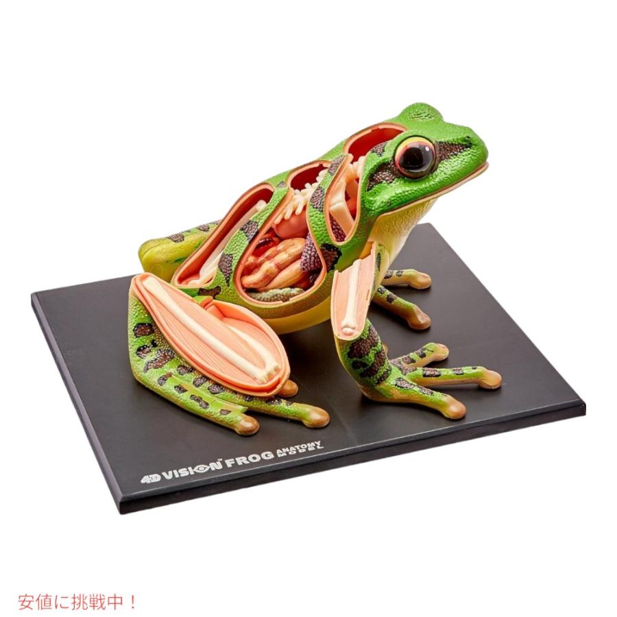 並行輸入品】4Dビジョン カエル解剖模型 4D Vision Frog Anatomy Model