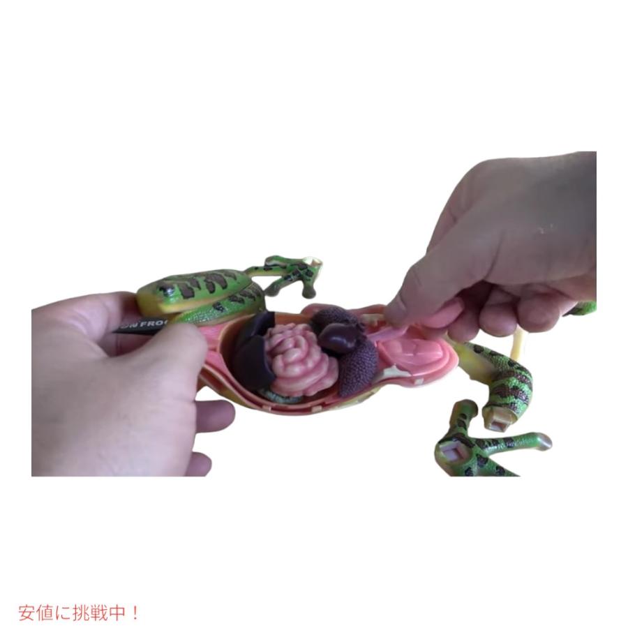 並行輸入品】4Dビジョン カエル解剖模型 4D Vision Frog Anatomy Model