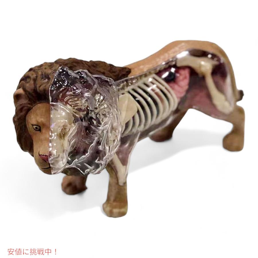 4D MASTER 4D vision 犬　ゴールデン　フィギュア　解剖学モデル Amazon.co.jp: Tedco 入学祝い 科学おもちゃサイエンストイ 教材