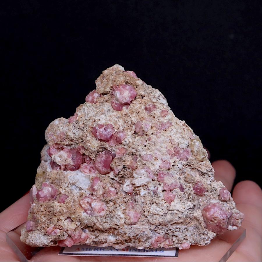 メキシコ産 ポールセンキンイロコガネ 28mm メキシコ産 ポールセン