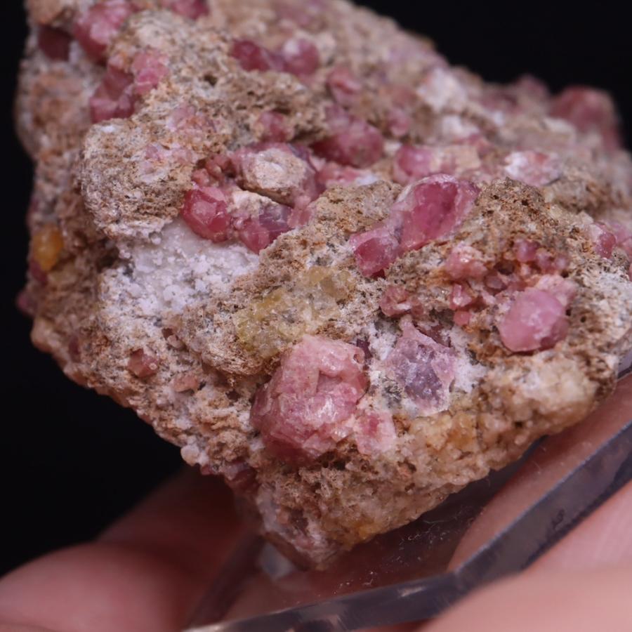 メキシコ産　ポールセンキンイロコガネ　28mm メキシコ産 ポールセンキンイロコガネ 28mm メキシコ産 ポールセン