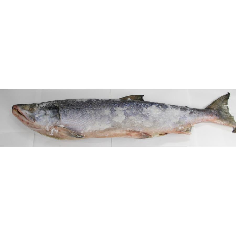 返品送料無料 新巻鮭 雄鮭 特特大サイズ 約3 7ｋｇ 一本物 新物 北海道産 アキアジ 白鮭 秋鮭 アメ横 送p330 Wantannas Go Id