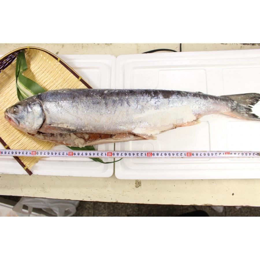 nao　生秋鮭オス2 日高産 生秋鮭（オス・2.5kg）｜【北海道ぎょれん｜お取り寄せ