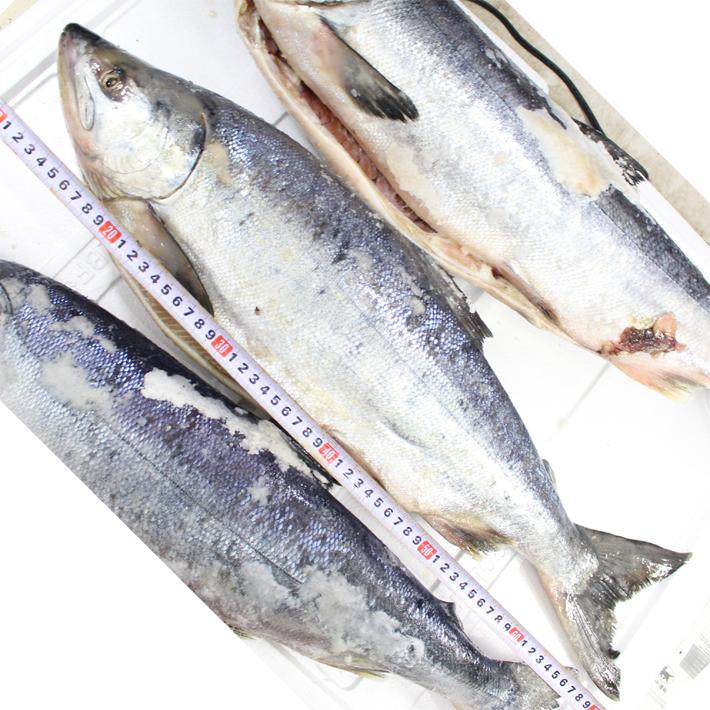 新巻雄 鮭 特大サイズ 約3 2ｋｇ 21新物 北海道産 アキアジ 秋鮭 白鮭 送p300 Aramakitokudai アメ横海産物の丸茂商店ヤフー店 通販 Yahoo ショッピング