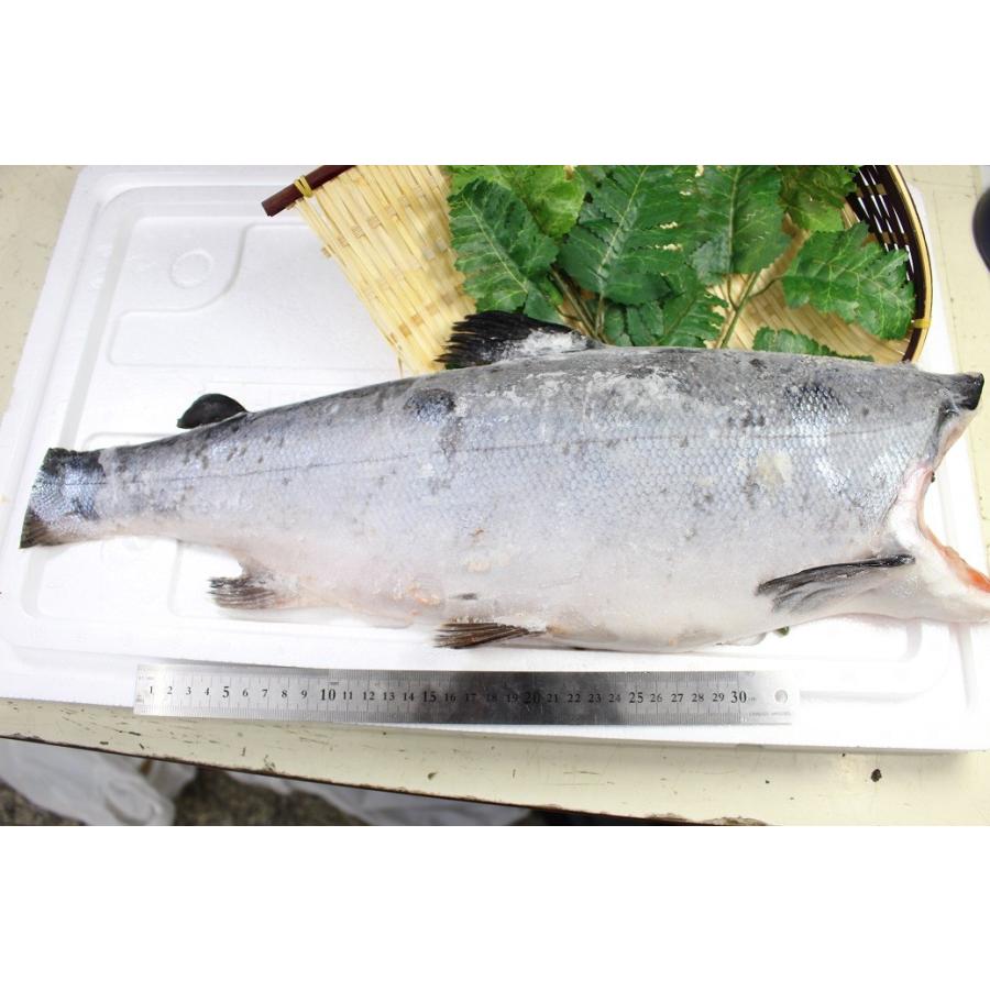 鮭さん専用 salmon-konishi-16_1080x.jpg?v=