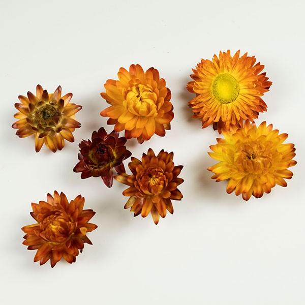 ヘリクリサム ヘッド オレンジ 約10g ドライフラワー フラワーアレンジメント 花材 花資材 プリザーブドフラワー花材アミファ 通販 Yahoo ショッピング