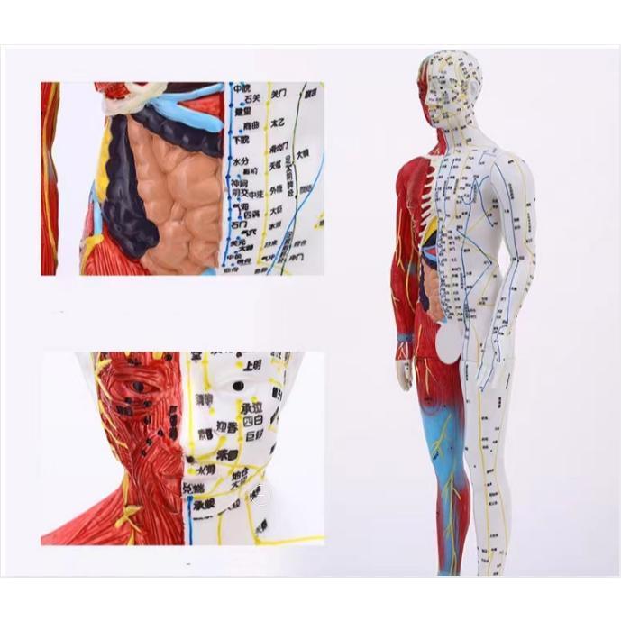 人体模型 経穴筋肉模型 鍼灸経穴模型 人体標本 人体モデル 経穴模型