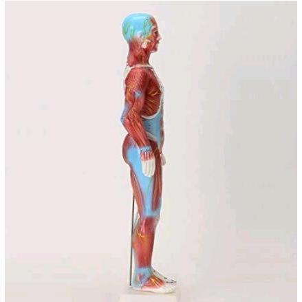 人体模型 経穴筋肉模型 鍼灸経穴模型 人体標本 人体モデル 経穴模型