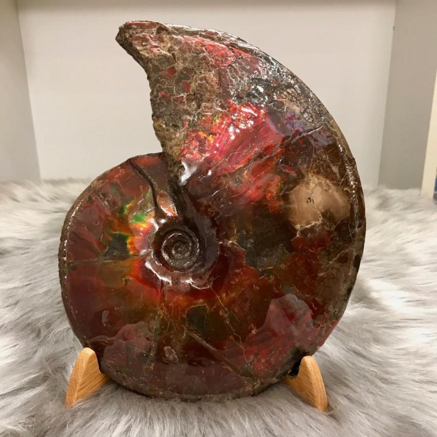 カナディアン アンモライト 原石 ハイグレード (8-721) : アンモライト