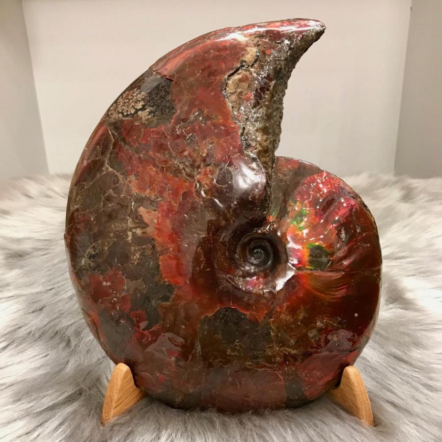 アンモライト　原石　2 カナディアン アンモライト 原石 ハイグレード (8-721) : アンモライト