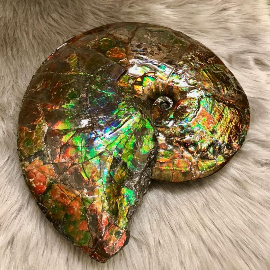 カナディアン アンモライト 原石 トップグレード (82-696